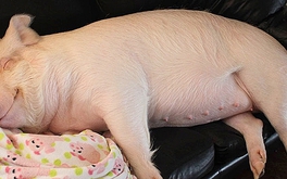Năm mới bàn chuyện về lợn: Đâu chỉ là thực phẩm hằng ngày