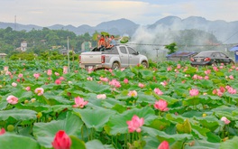 Ngát hương sen nơi “đất mũi” Thủ đô