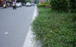 Sau 2 tháng dừng chi tiền tỷ, cỏ mọc um tùm khắp Thủ đô