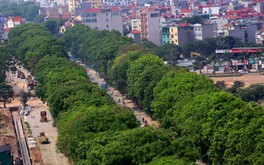 Chặt hạ hơn 1000 cây xanh: Dân tiếc nuối, GS nói "đau" cũng phải làm