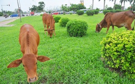 Hà Nội: Dải phân cách đẹp như vườn hoa thành bãi chăn thả bò