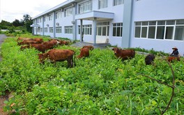 Bệnh viện nghìn tỷ vùng Tây Nguyên: Xây gần chục năm chỉ để nuôi bò?