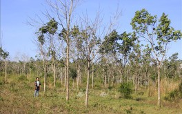 Gia Lai: Dự án chuyển đổi rừng trồng cao su "phá sản", doanh nghiệp 'xé rào' trồng mít, xoài