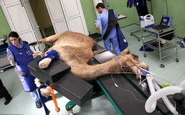 Bệnh viện đầu tiên trên thế giới dành cho lạc đà ở Dubai