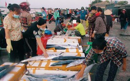 Chợ cá làng tôi: Đậm đà vị biển