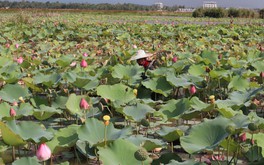 Kỳ 1: Chuyện hoa sen hút khách du lịch tại Quảng Nam
