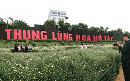 Vì sao thung lũng hoa Hồ Tây có thể tồn tại nhiều năm không có phép?