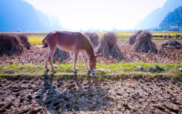 Photo Travel: Bầy la trên những thửa ruộng biên viễn Cao Bằng