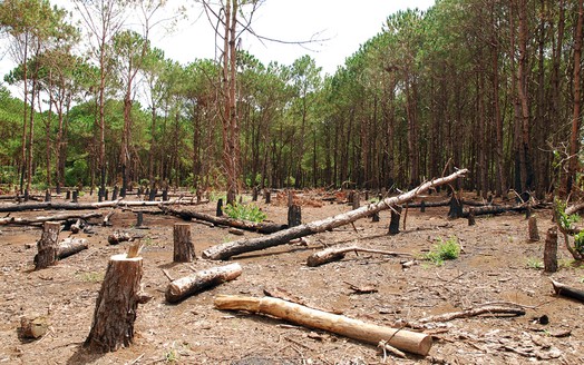 Tây Nguyên: Nghịch lý những dự án cho thuê rừng... thành mất rừng
