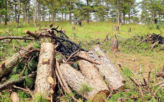 Đà Lạt: Bất lực giữ rừng thông