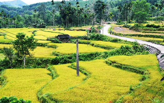 Chuyển đổi mục đích sử dụng 76ha đất nông nghiệp ở Bình Định