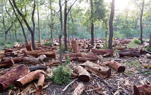 Đắk Nông phát hiện, xử lý 431 vụ vi phạm quy định về quản lý đất rừng