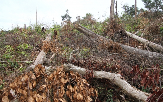 Kon Tum: Khởi tố vụ án phá rừng tại huyện Kon Plông