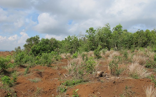 Đắk Lắk: 6 năm vẫn chưa thể thu hồi đất rừng giao sai đối tượng