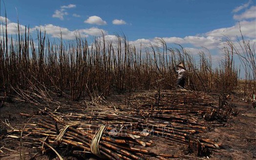 Đắk Lắk: Cháy rụi hơn 100ha mía đang cho thu hoạch tại Ea Súp