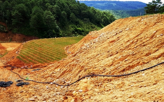 Lâm Đồng: Cảnh cáo cán bộ để xảy ra tình trạng lấn chiếm đất rừng