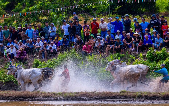 Photo Travel: Đua bò chùa Rô, khi ruộng đồng hóa đường đua sôi động