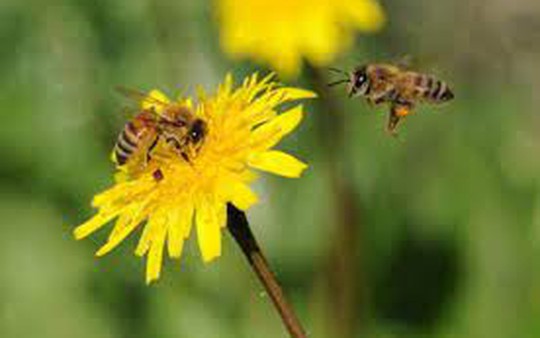 Ong, loài vật quy củ và kỷ luật
