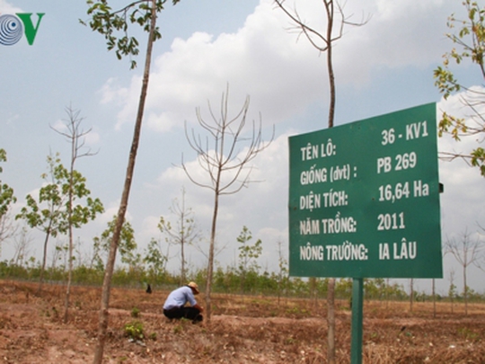 Gia Lai: Xử lý nghiêm vụ phá rừng ở Krông Pa