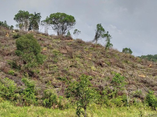 Gia Lai: Xử lý nghiêm vụ phá rừng ở Krông Pa