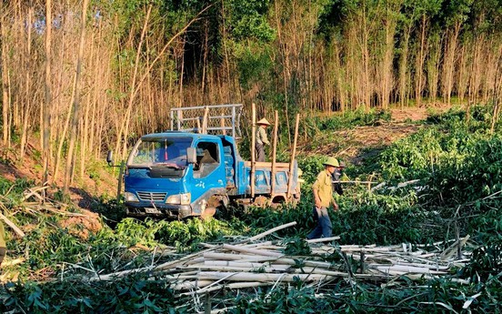 Hà Tĩnh: CTCP Gỗ MDF Thanh Thành Đạt chưa ký liên kết sản xuất và tiêu thụ keo tràm trên địa bàn huyện Hương Khê