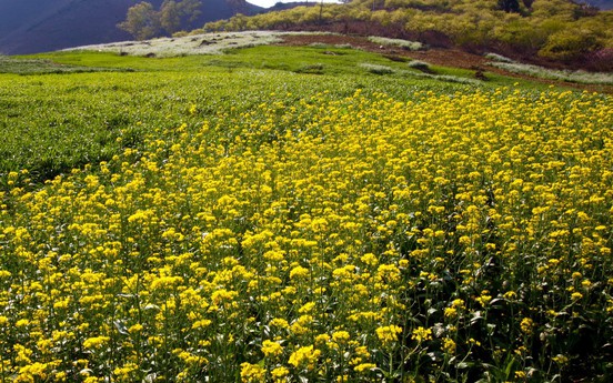 Photo Travel: Giữa thảo nguyên khoe sắc cùng hoa