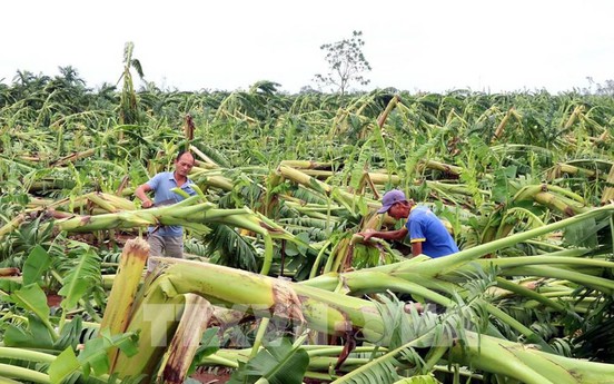 Điều kiện để doanh nghiệp bị ảnh hưởng bão Yagi được giảm lãi suất vay vốn