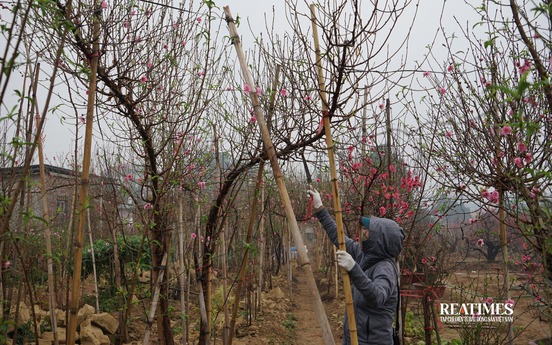 Giá tăng cao, đào Nhật Tân và quất Quảng Bá vẫn đắt khách tới mua