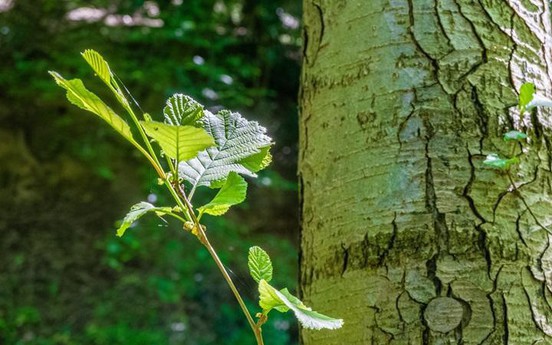Tổng hợp các loại mệnh Mộc trong ngũ hành: Đặc điểm và ứng dụng phong thủy