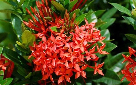Hoa mẫu đơn hợp mệnh gì? Một số lưu ý khi trồng hoa mẫu đơn để mang lại tài lộc và thịnh vượng