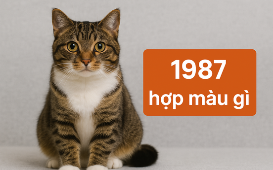 1987 hợp màu gì năm 2026? Gợi ý màu xe, trang sức và nhà ở mang lại may mắn cho tuổi Đinh Mão
