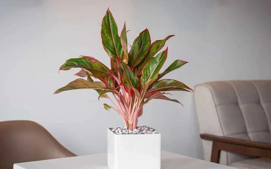 Cây Phú Quý hợp mệnh gì? Ai nên trồng để rước lộc vào nhà?