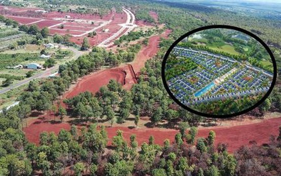 Số phận long đong của rừng thông hàng nghìn cây trong dự án sân golf giữa đại ngàn của chủ đầu tư lừng lẫy một thời