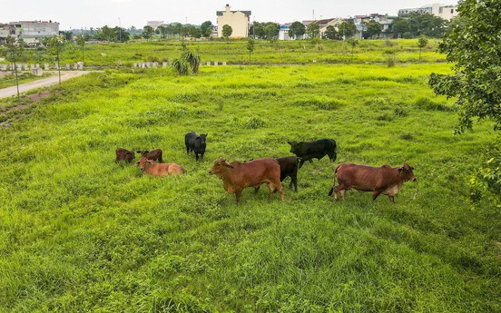 Bắc Ninh: Bò thả rông trong khu đô thị Thuận Thành III sau nhiều năm chậm tiến độ