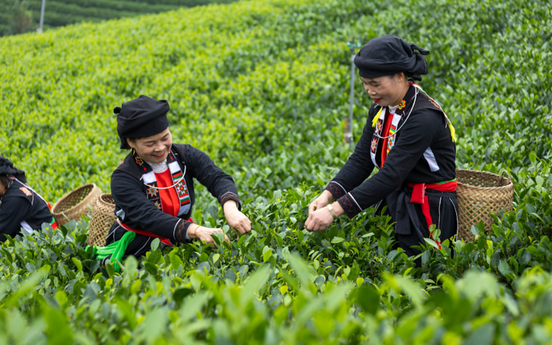 Thái Nguyên: Từ thủ phủ công nghiệp đến điểm sáng du lịch xanh trên bản đồ quốc tế