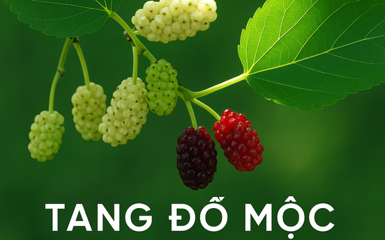 Tang Đố Mộc là gì? Khám phá màu sắc, hướng nhà và vật phẩm may mắn