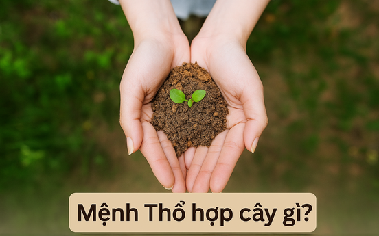 Mệnh Thổ hợp cây gì? Top 10 cây phong thủy mang lại may mắn và thịnh vượng cho người mệnh Thổ