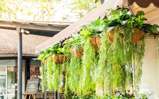 Mách bạn bí quyết trang trí cây treo ban công đẹp và rẻ