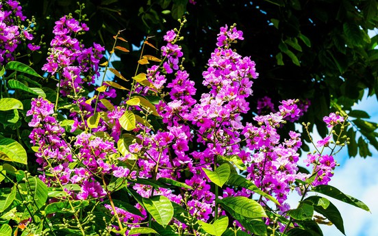 Gom một mùa hè trong sắc tím bằng lăng