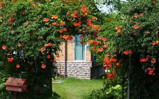 7 mẫu giàn hoa leo trước cổng đẹp, sang trọng được ưa chuộng