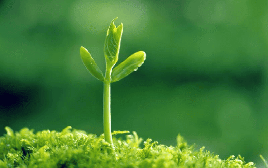 Mệnh Mộc hợp mệnh gì? Hé lộ bí mật phong thủy và tử vi mệnh Mộc