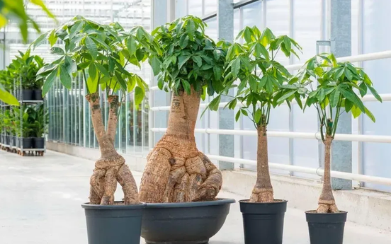 Cây kim ngân hợp mệnh gì? Cách chọn cây phong thủy 2025 hút tài lộc