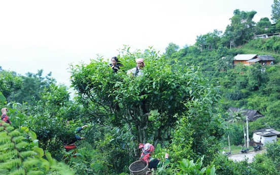 Báu vật mọc giữa rừng sâu, mỗi lần thu hoạch lại 'đu đỉnh', giúp nông dân Lào Cai thu nửa triệu/ngày