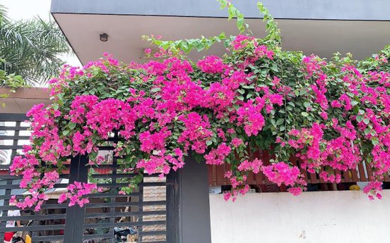Bí quyết thiết kế giàn hoa leo trước nhà: vừa đẹp vừa hợp phong thủy