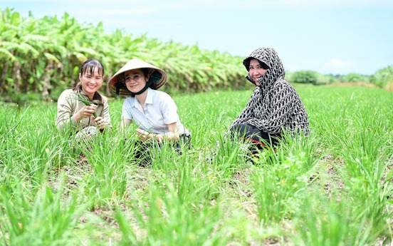 Nông dân An Giang trồng loại rau dân dã trên bờ bao hoang hóa, cứ 3 ngày 'hái tiền' một lần, lãi cả trăm triệu mỗi năm
