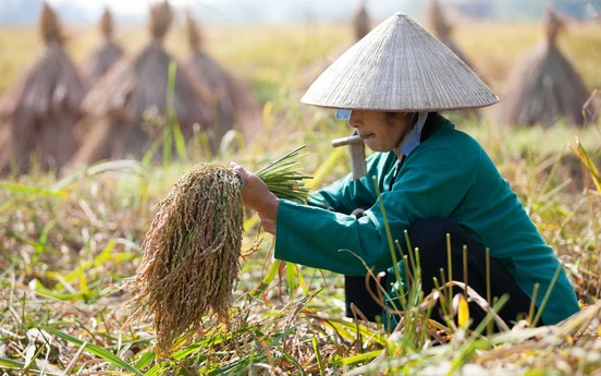 Photo Travel: Mùa thu hoạch nếp ong miền biên viễn