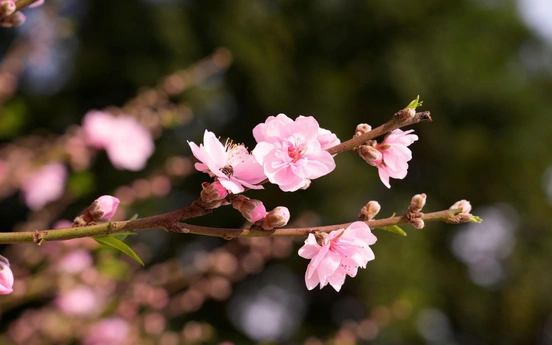 Nghe dịch chuyển giữa mùa xuân mới