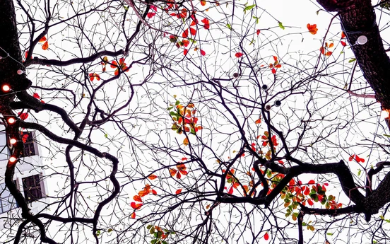 Hà Nội - Khúc giao mùa