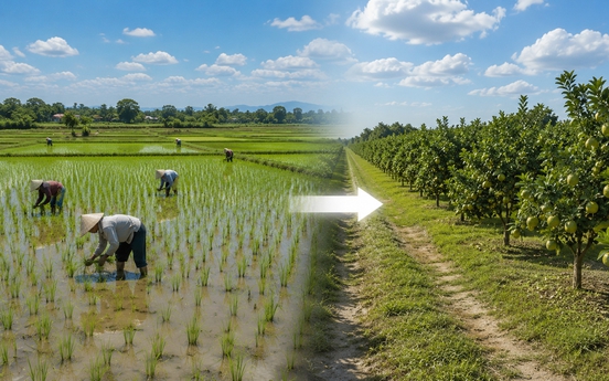 Từ nay, tự ý chuyển đất trồng lúa sang đất trồng cây lâu năm có thể bị phạt 30 triệu đồng