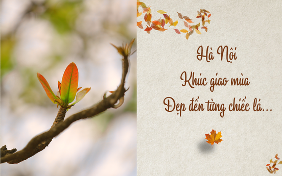 Hà Nội khúc giao mùa – Đẹp đến từng chiếc lá…
